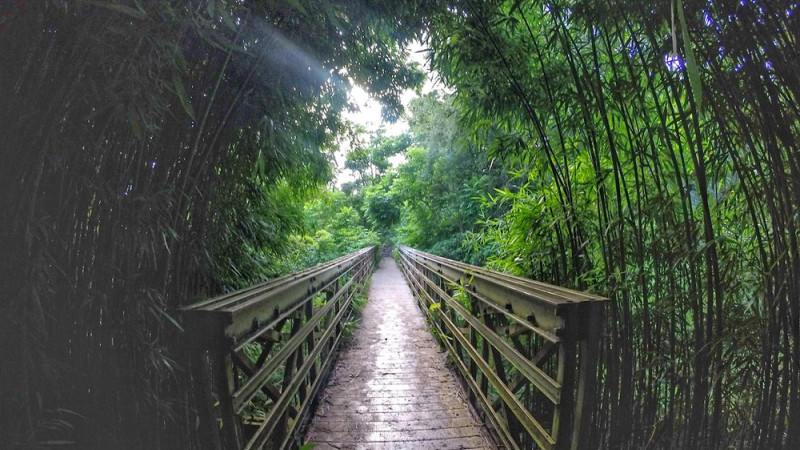 Seven Sacred Pools & Bamboo Forest Hike