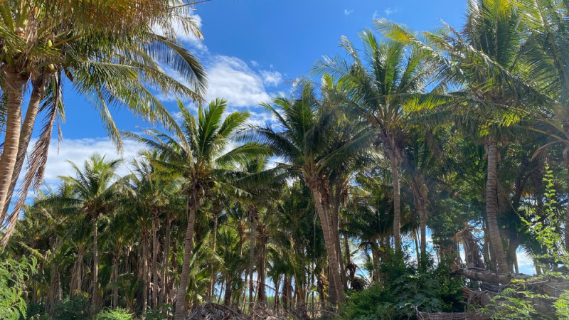 Tour a hidden Mango Coconut Orchard & Taste the land